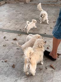 Cuccioli meticci maschietti