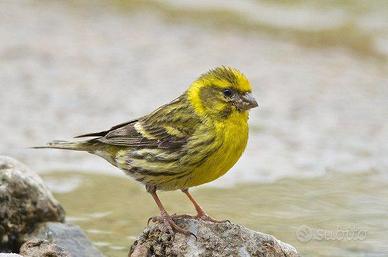 Verzellino maschio