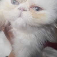 Occhi cielo chinchilla ?