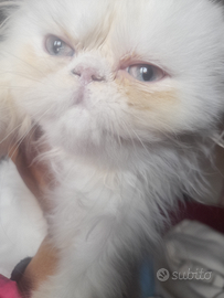 Occhi cielo chinchilla ?