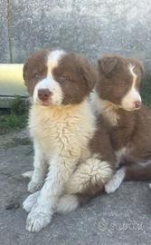 Border collie red merle