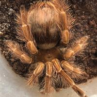 Pamphobeteus mascara