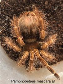 Pamphobeteus mascara