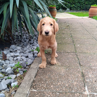 Cucciolo di Labradoodle Australiano