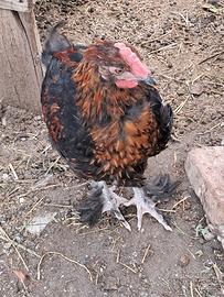 Ornamentali razza marans