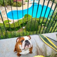 Bulldog inglese dolcissimo disponibile per monta
