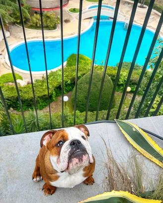 Bulldog inglese dolcissimo disponibile per monta