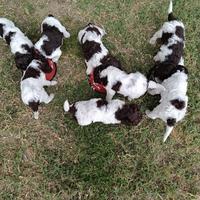 Cuccioli di Lagotto romagnolo