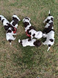 Cuccioli di Lagotto romagnolo