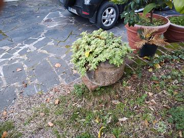 vaso in marmo con pianta grassa