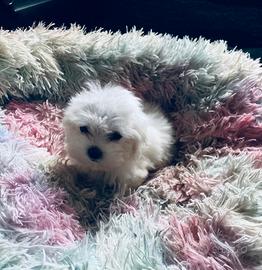 Maltese cuccioli