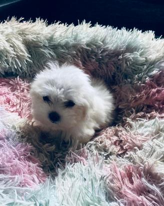Maltese cuccioli