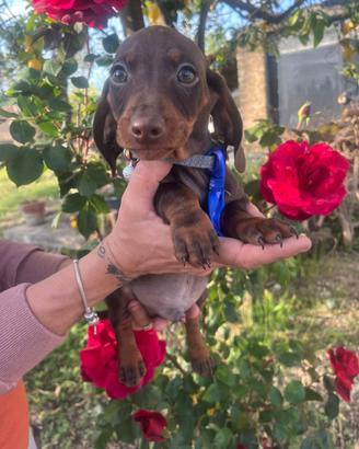 Cuccioli di bassotto nano