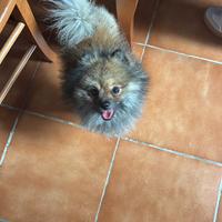 Spitz di Pomerania NANO