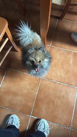 Spitz di Pomerania NANO
