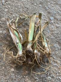 Piantine iris pallida