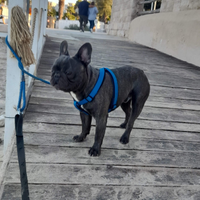 Bulldog francese per monta