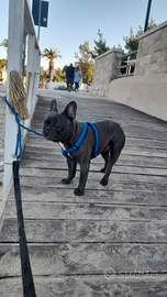 Bulldog francese per monta