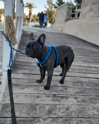 Bulldog francese per monta