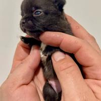 Cuccioli di chihuahua con Pedigree ENCI/FCI