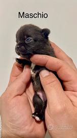 Cuccioli di chihuahua con Pedigree ENCI/FCI