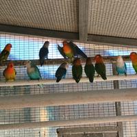 Inseparabili Fischer