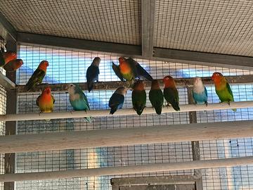 Inseparabili Fischer