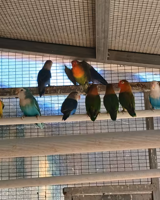 Inseparabili Fischer