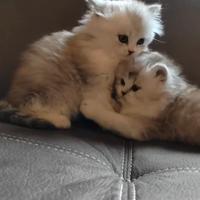 Cuccioli persiani Chinchillà