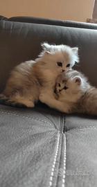 Cuccioli persiani Chinchillà