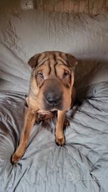 Cane sharpei