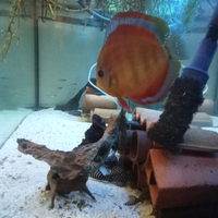 Discus e loricardi l333