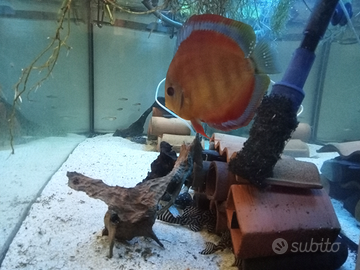 Discus e loricardi l333