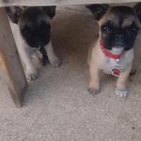 Disponibili cuccioli di bulldog francese