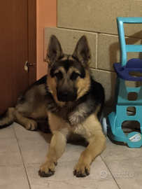 Cucciolo di pastore tedesco 9 mesi femmina