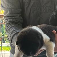Cuccioli Akita americano