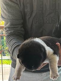 Cuccioli Akita americano