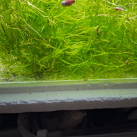 Najas guadalupensis