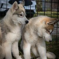 Cuccioli Siberian Husky