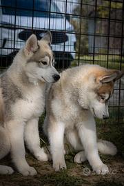 Cuccioli Siberian Husky