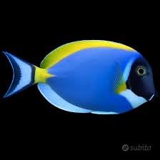 Pesci marini