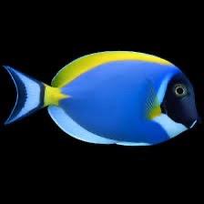 Pesci marini
