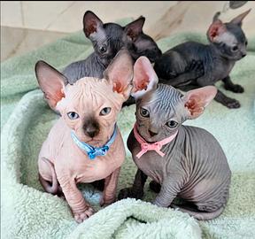 Sphynx ultimi due cuccioli pedigree Enfi