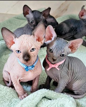 Sphynx ultimi due cuccioli pedigree Enfi