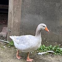 Coppia oche Franconia adulte