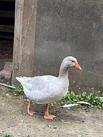 Coppia oche Franconia adulte