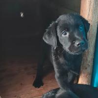 Labrador Retriever_Cuccioli