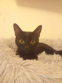 Lello gattino 6 mesi