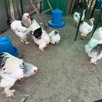 Brahma bianco columbia nero