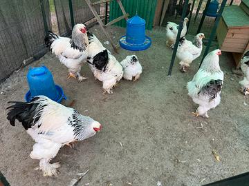 Brahma bianco columbia nero